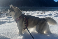 Silver Lumi Lumi